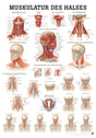 Muskulatur des Halses (Poster 50cm x 70cm) - YOGISHOP