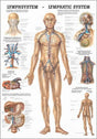 Lymphsystem des Menschen (Poster 50cm x 70cm) - YOGISHOP