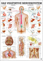 Das Vegetative Nervensystem (Poster 24cm x 34cm) - YOGISHOP