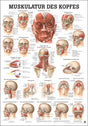Muskulatur des Kopfes (Poster 24cm x 34cm) - YOGISHOP