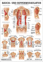 Bauch- und Rippenmuskulatur (Poster 24cm x 34cm) - YOGISHOP
