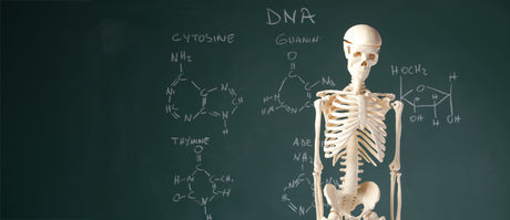 Anatomie-Modelle