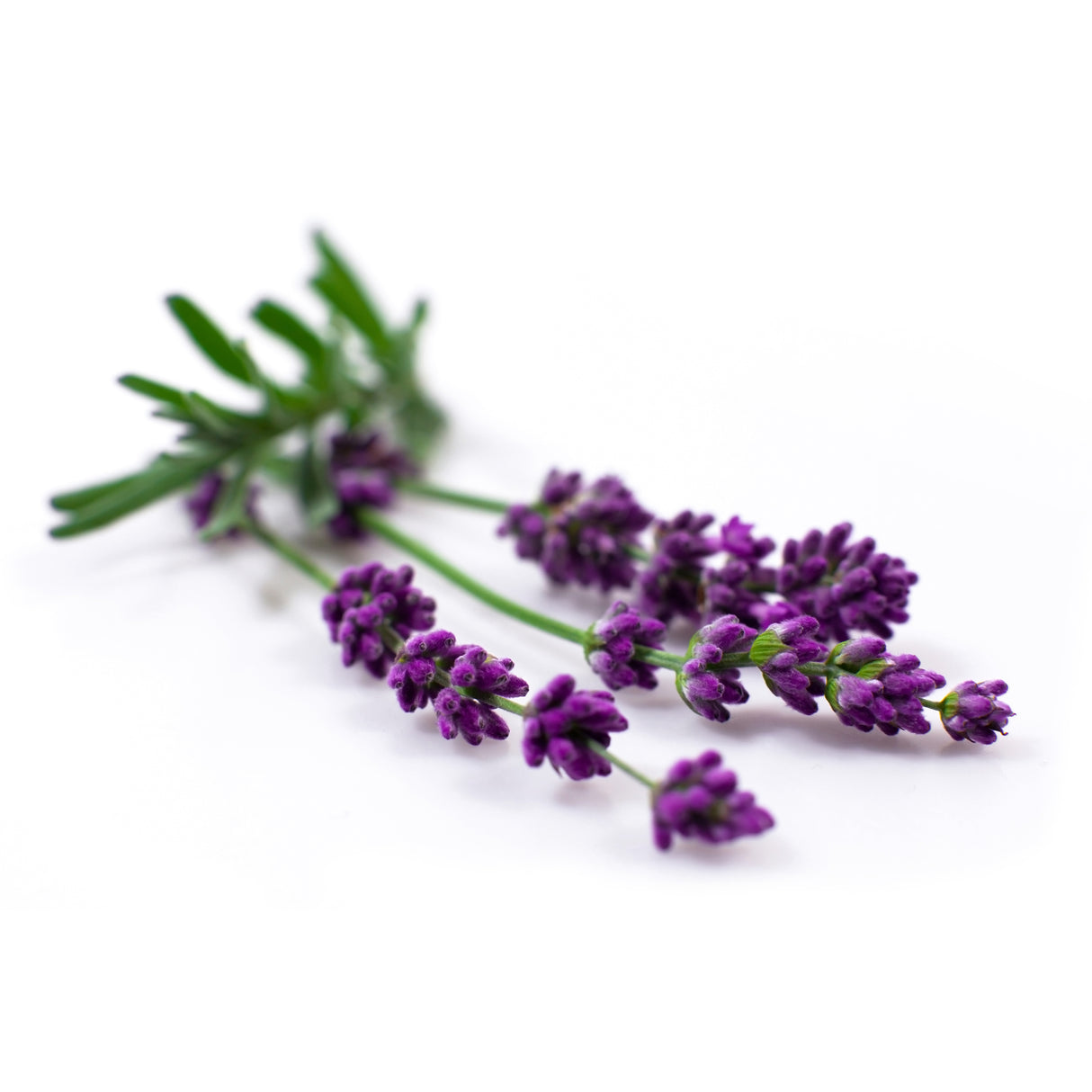 Bio Yogamatten-Reiniger - fresh lavender - 500 ml - YOGISHOP