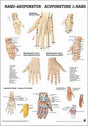 Hand-Akupunktur (Poster 24cm x 34cm) - YOGISHOP