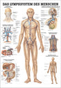 Lymphsystem des Menschen (Poster 24cm x 34cm) - YOGISHOP