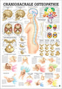 Craniosacrale Osteopathie (Poster 24cm x 34cm) - YOGISHOP