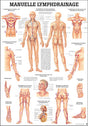 Manuelle Lymphdrainage (Lehrtafel 70cm x 100 cm) - YOGISHOP