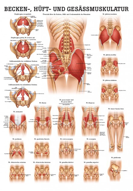 Pelvic, hip and gluteal muscles (poster 50cm x 70cm) 