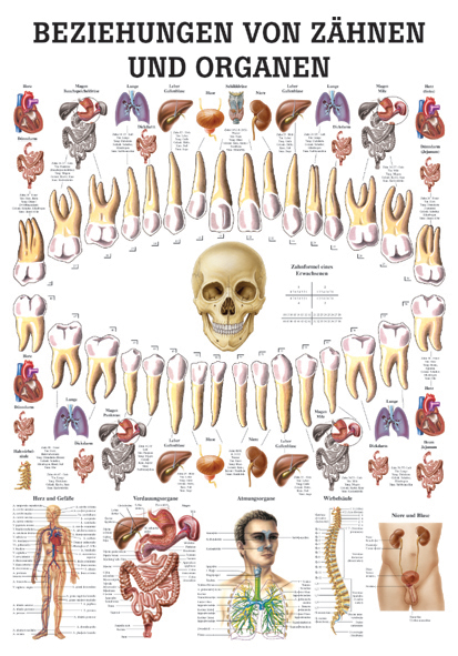 Beziehung von Zähnen und Organen Poster 24cm x 34cm