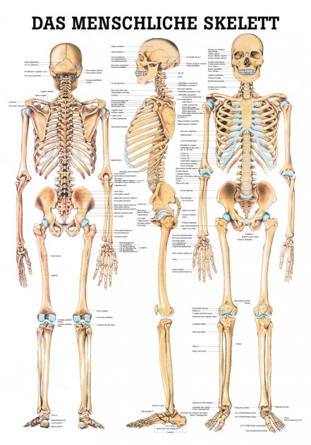 Das menschliche Skelett 