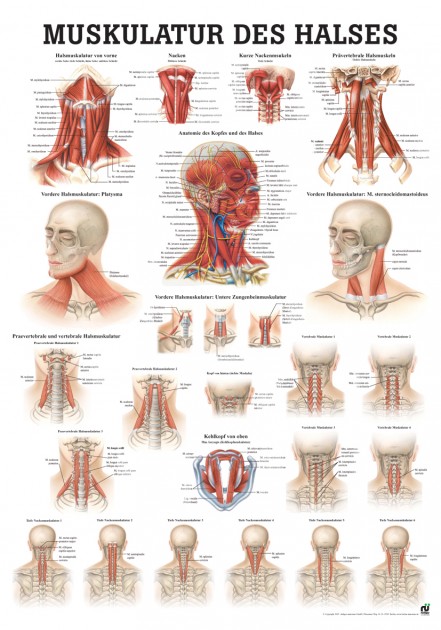 Muskulatur des Halses (Poster 50cm x 70cm) 
