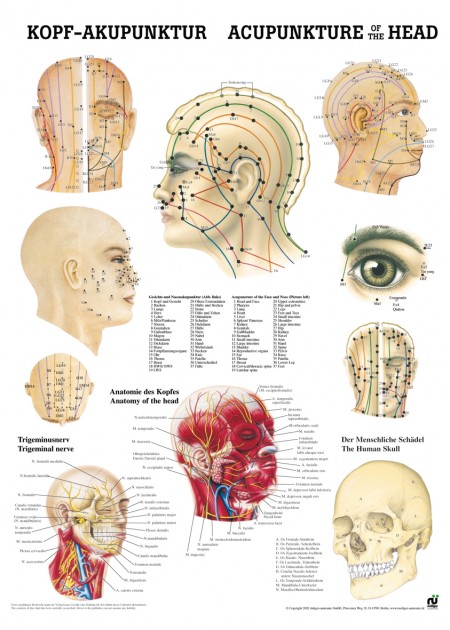 Head acupuncture Poster 50cm x 70cm