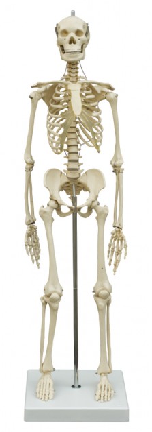 Menschliches Mini-Skelett 