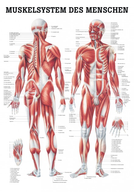 Das Muskelsystem Poster 24cm x 34cm