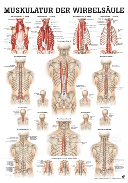 Muskulatur der Wirbelsäule Poster 24cm x 34cm