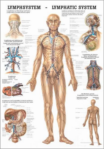 Lymphsystem des Menschen (Poster 50cm x 70cm) 