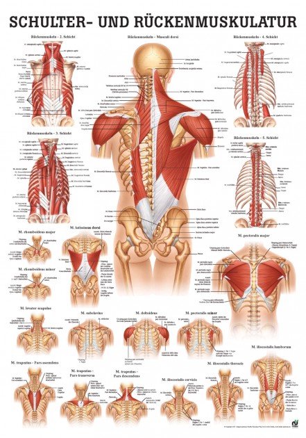 Shoulder and back muscles (poster 50cm x 70cm) 