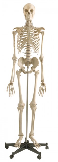 Menschliches Skelett 