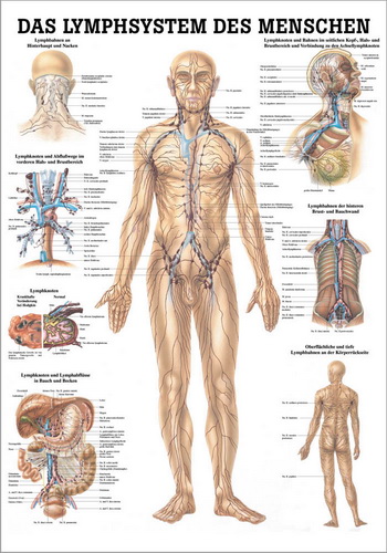 Lymphsystem des Menschen (Poster 24cm x 34cm) 