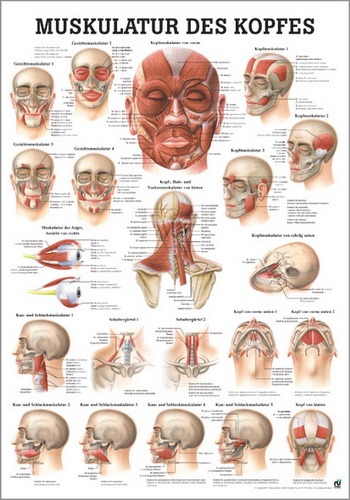 Muskulatur des Kopfes (Poster 50cm x 70cm) 