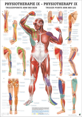 Trigger points arm and leg (poster 24cm x 34cm) 