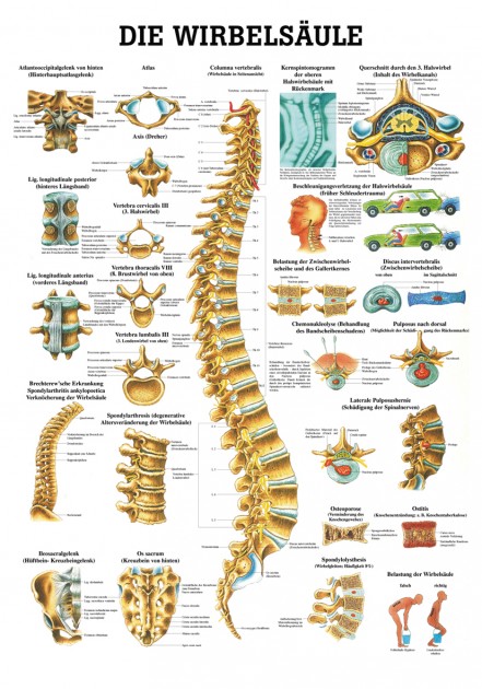 The spine 